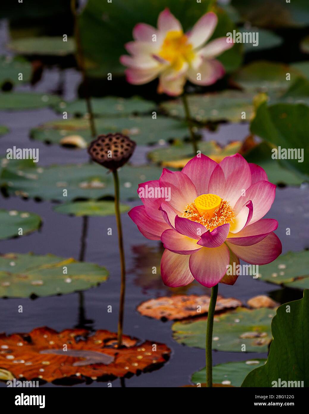 The Indian Lotus or Sacred Lotus Nelumbo nucifera is an aquatic organism  referred to as Lotus flower. A  plant often referred to as a water lily Stock Photo