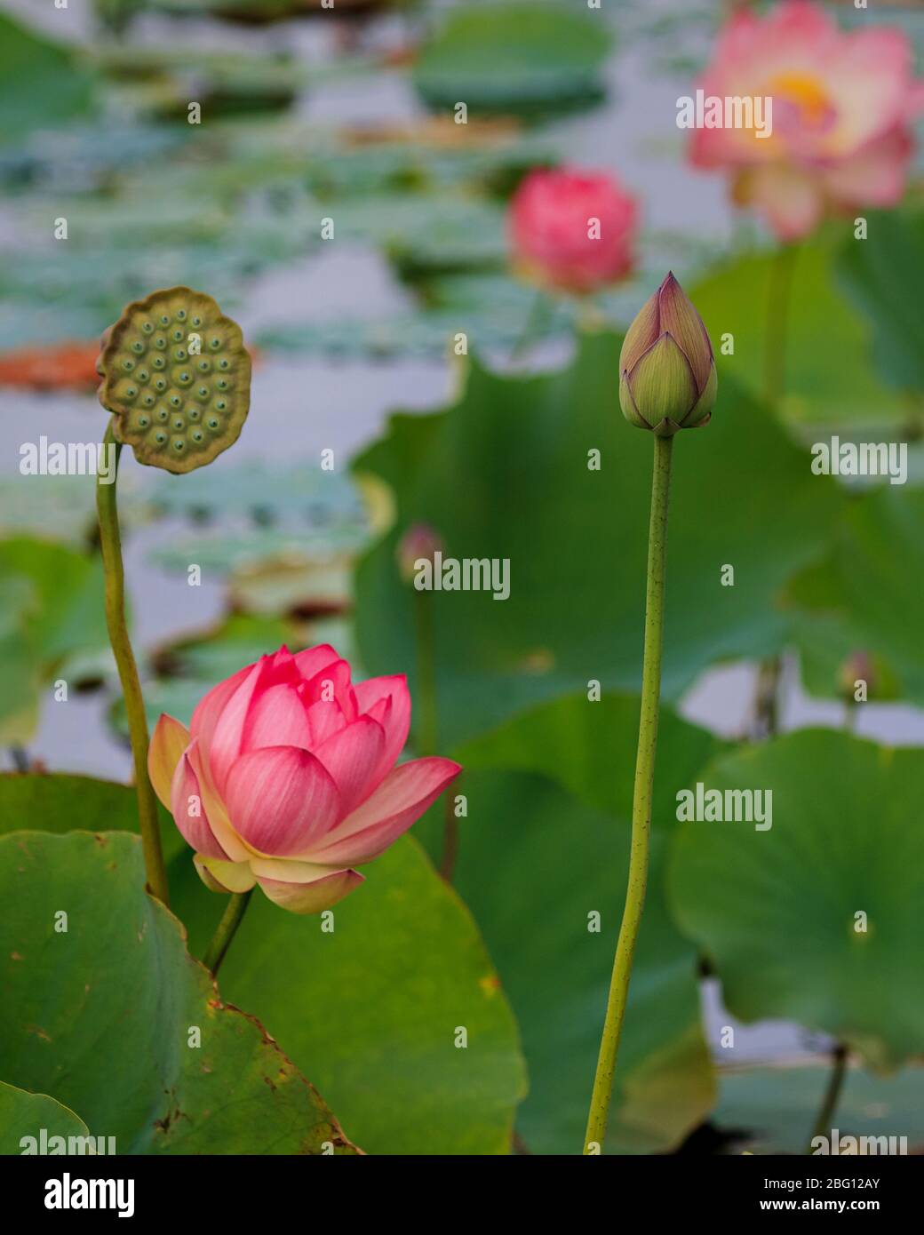 Lotus Plant Underwater