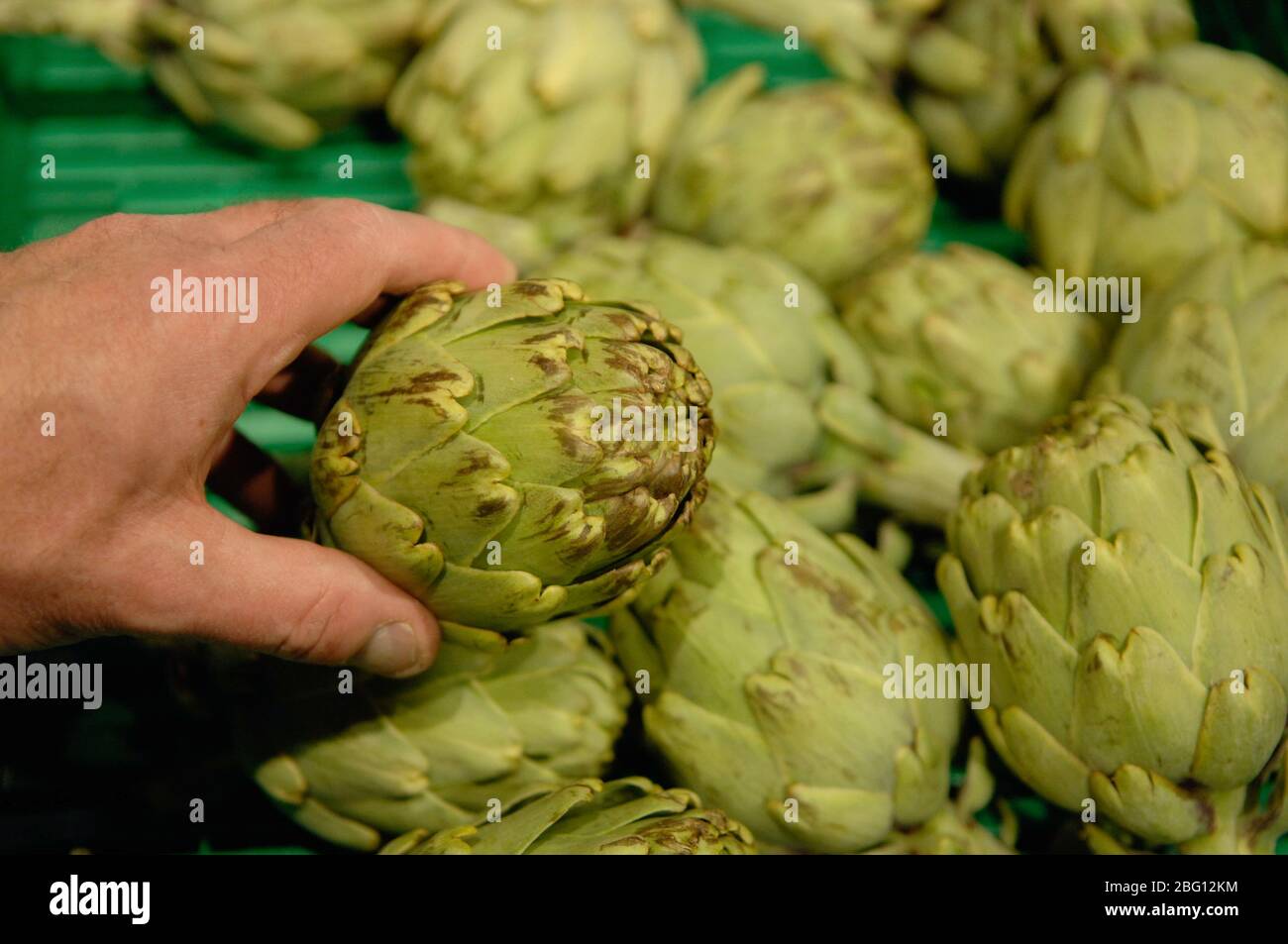 Jewish style artichoke hires stock photography and images Alamy