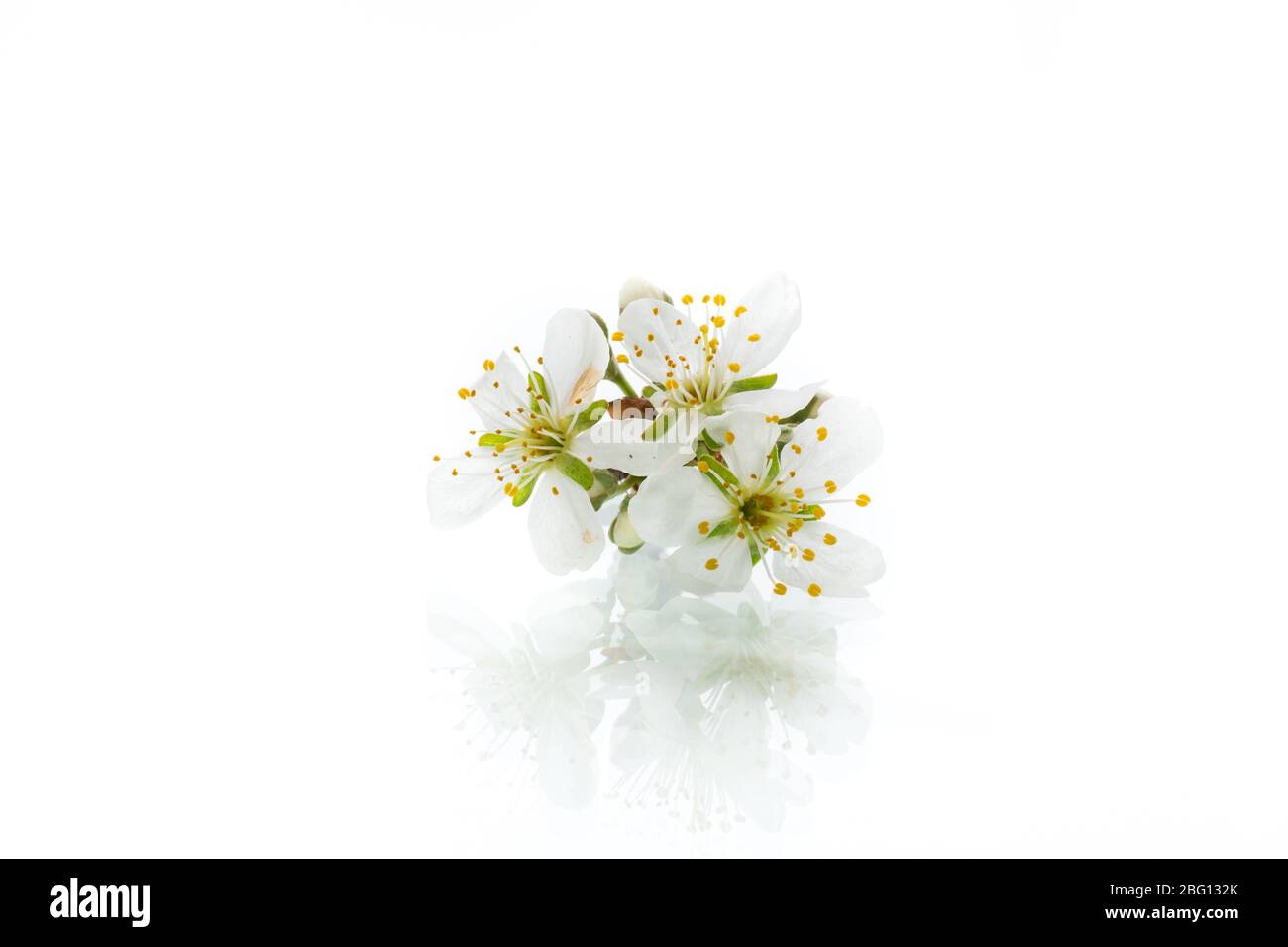 branch with plum flowers isolated on a white background Stock Photo