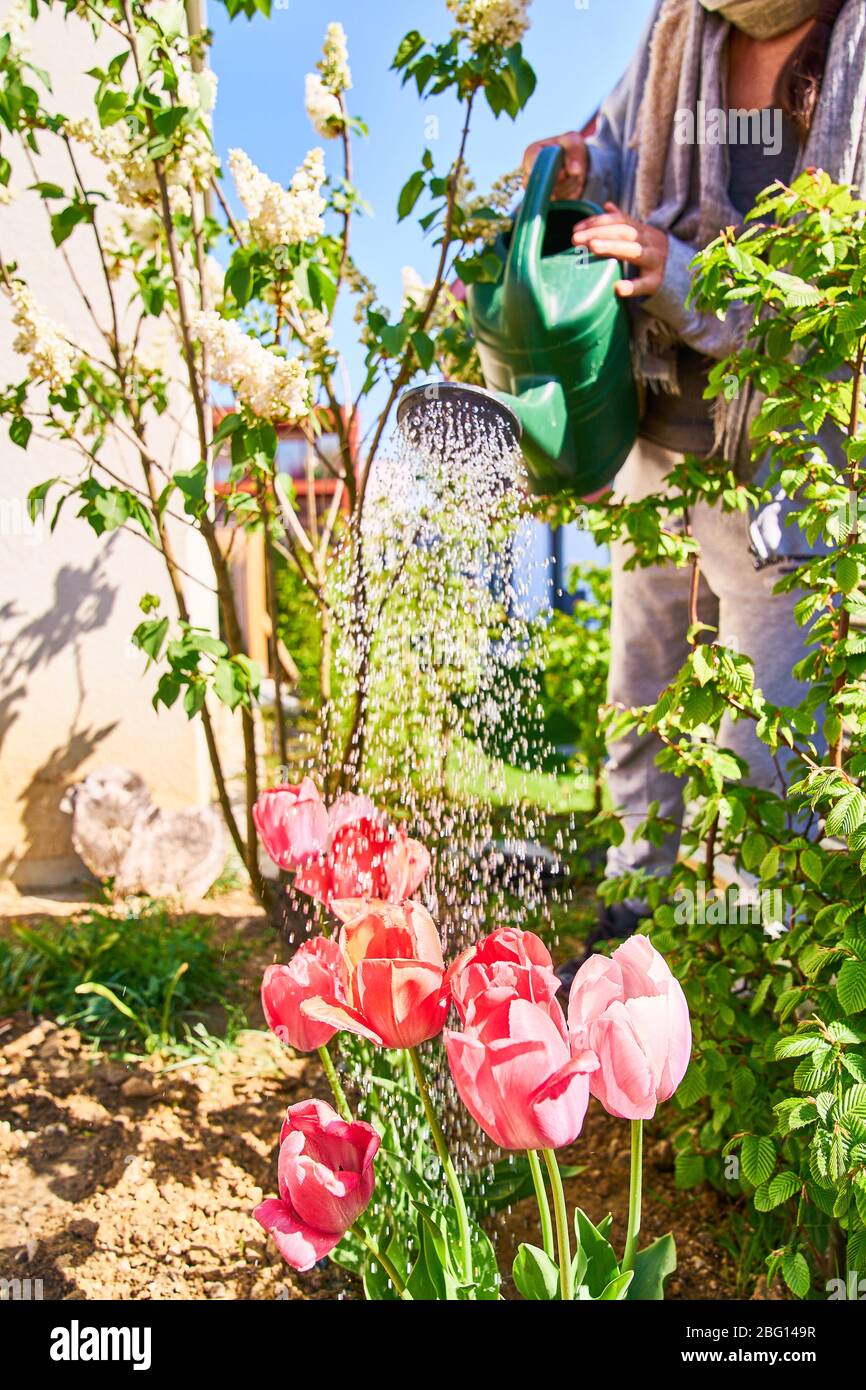 Pfaffenhofen a.d.Ilm, Germany, April 20, 2020. Woman with watering can watering flowers and plants on April 20, 2020 in Pfaffenhofen a.d.Ilm, Bavaria, Germany. Model released © Peter Schatz / Alamy Live News Stock Photo