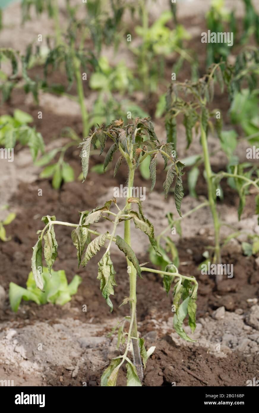 Withering tomato seedlings plant quality control with abnormal conditions of high temperatures and lack of water. Home gardening greenhouse. Stock Photo