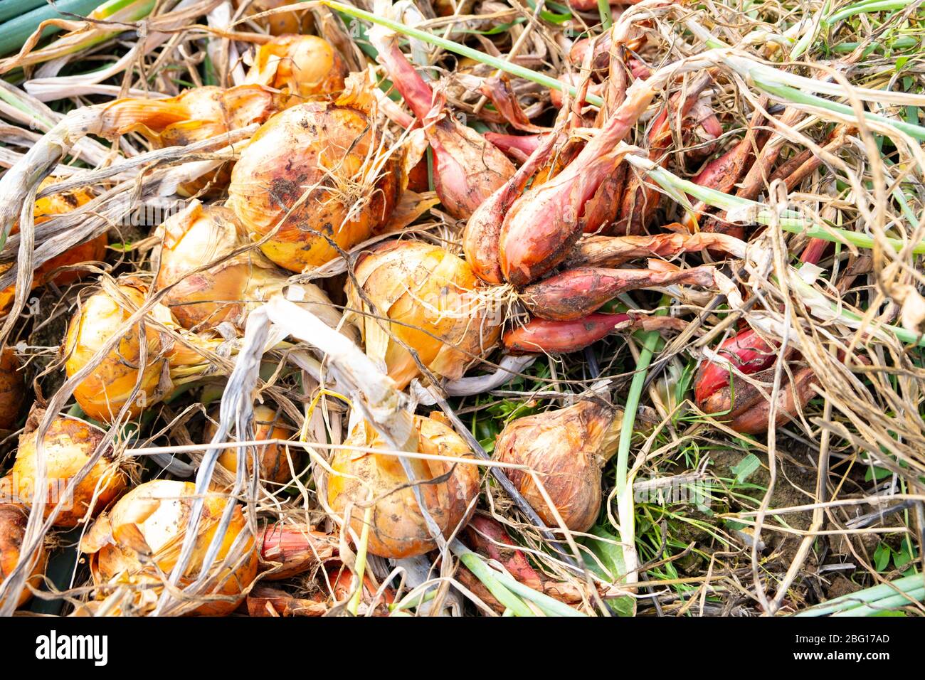 yellow onions and shallots drying in the summer sun in a permaculture