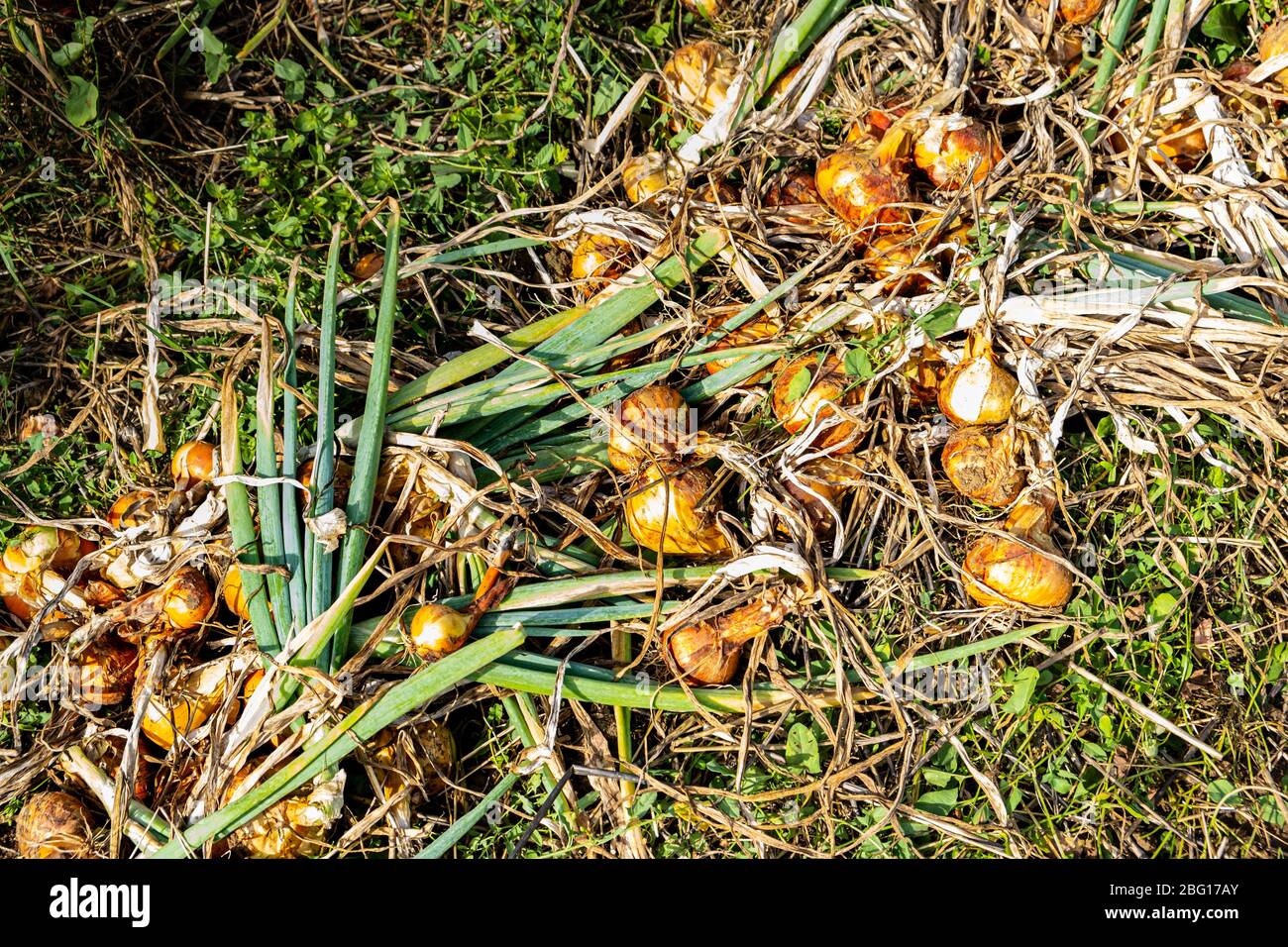 yellow onions and shallots drying in the summer sun in a permaculture