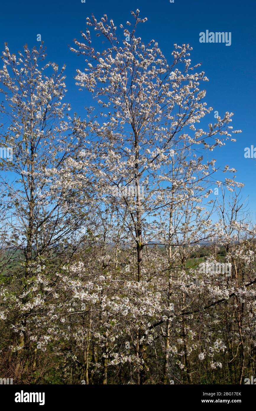 Cherry trees blossoming blooming in a woodland against a blue sky in April 2020 in Carmarthenshire Dyfed West Wales UK  KATHY DEWITT Stock Photo