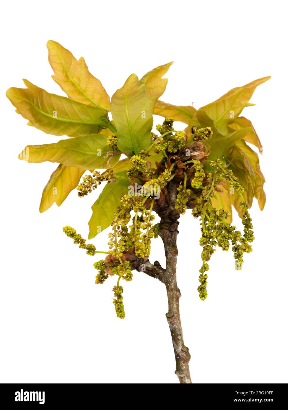 Wind pollinated spring flowers and emerging foliage of the pedunculate oak, Quercus robur, on a white background Stock Photo