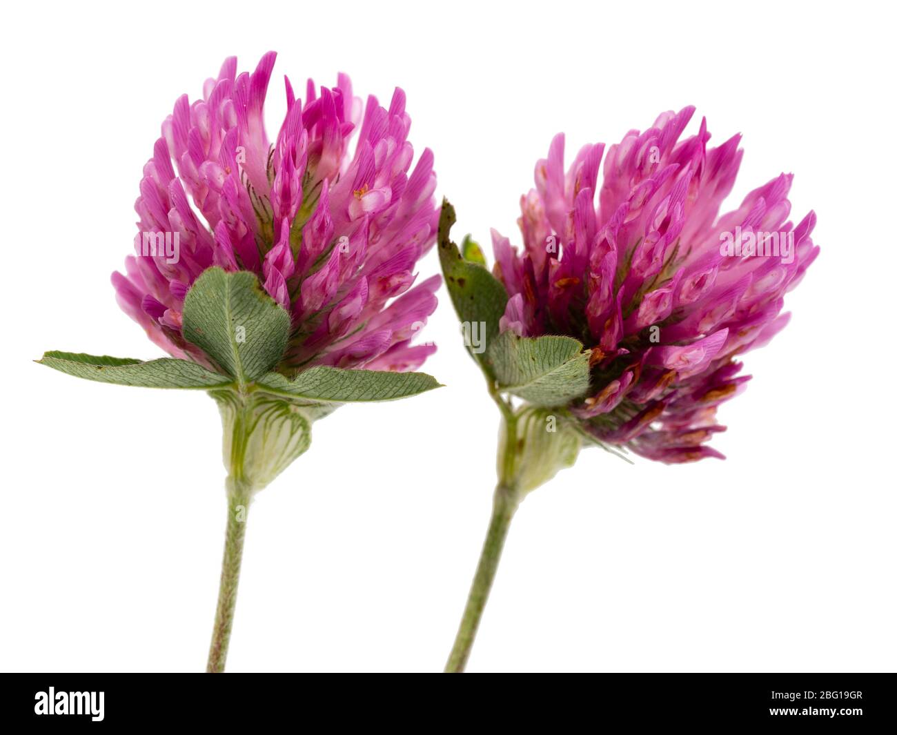 Flower heads of the UK grassland wild flower, red clover, Trifolium pratense, on a white background Stock Photo