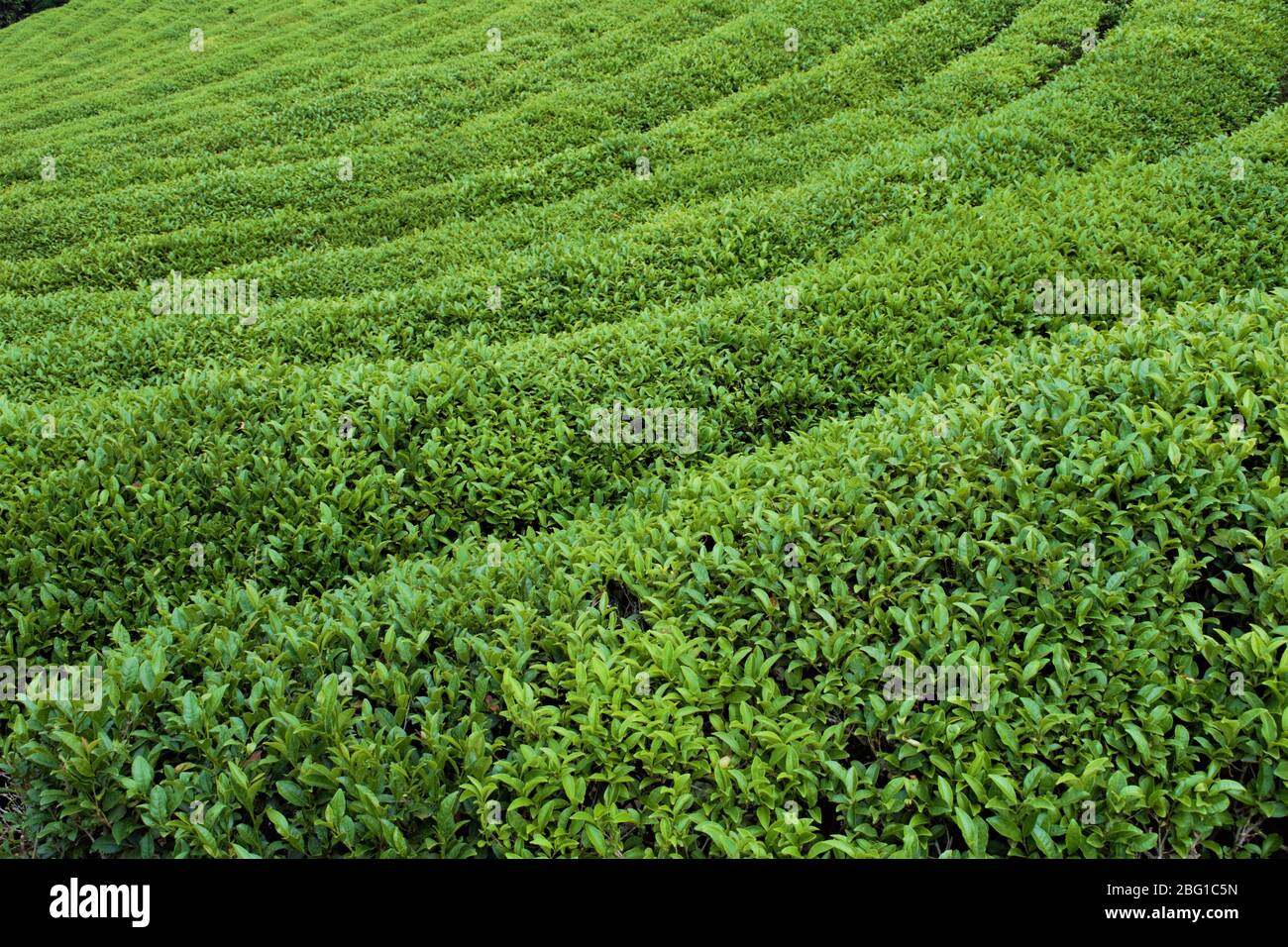 Green tea field in Boseong, South Jeolla Province, Korea Stock Photo