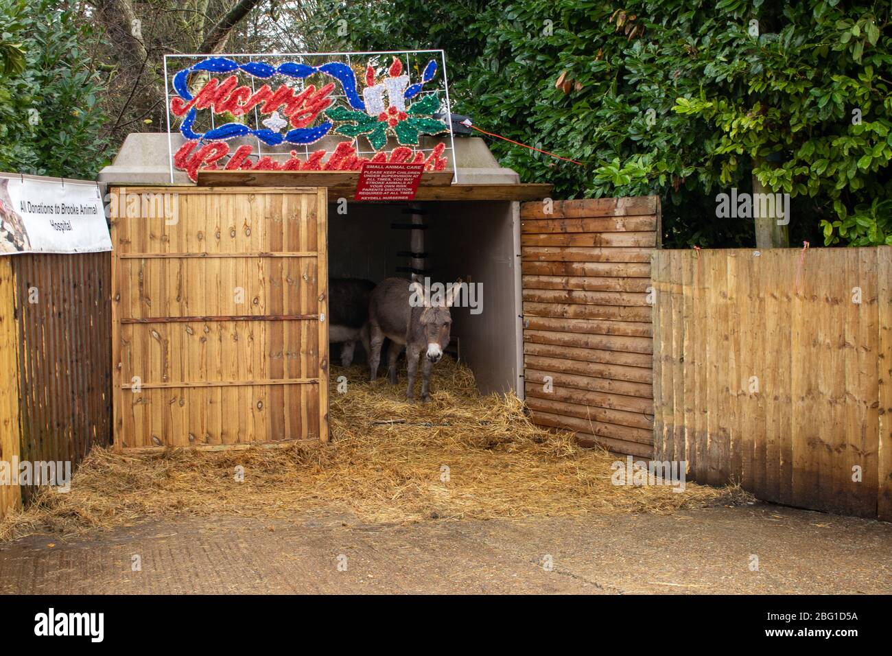 A donkey inside a stable or barn at a show at a Christmas show Stock Photo
