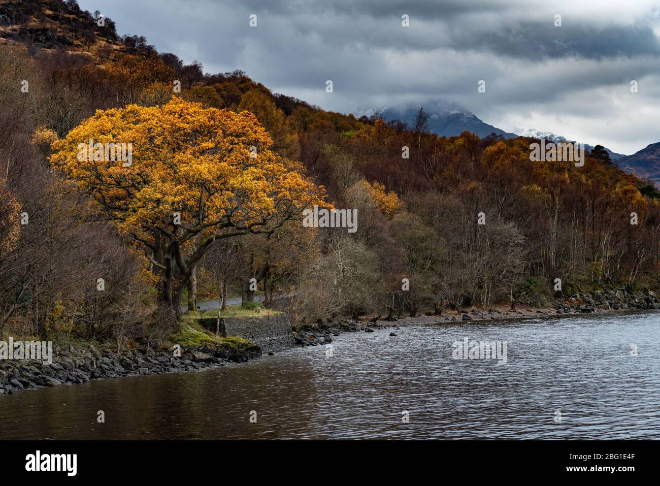 Atmospheric Autumn view, Loch Lomond, Scotland UK with colourful foreground tree and snowy mountains in the background Stock Photo