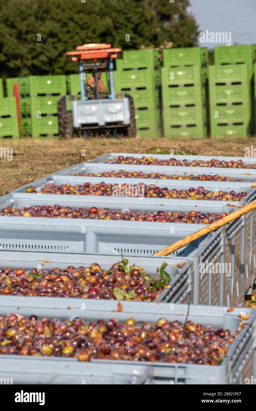 Plum farming in the agricultural region Lot-et-Garonne, which accounts for 65% of South West France's plum production, France, Europe Stock Photo