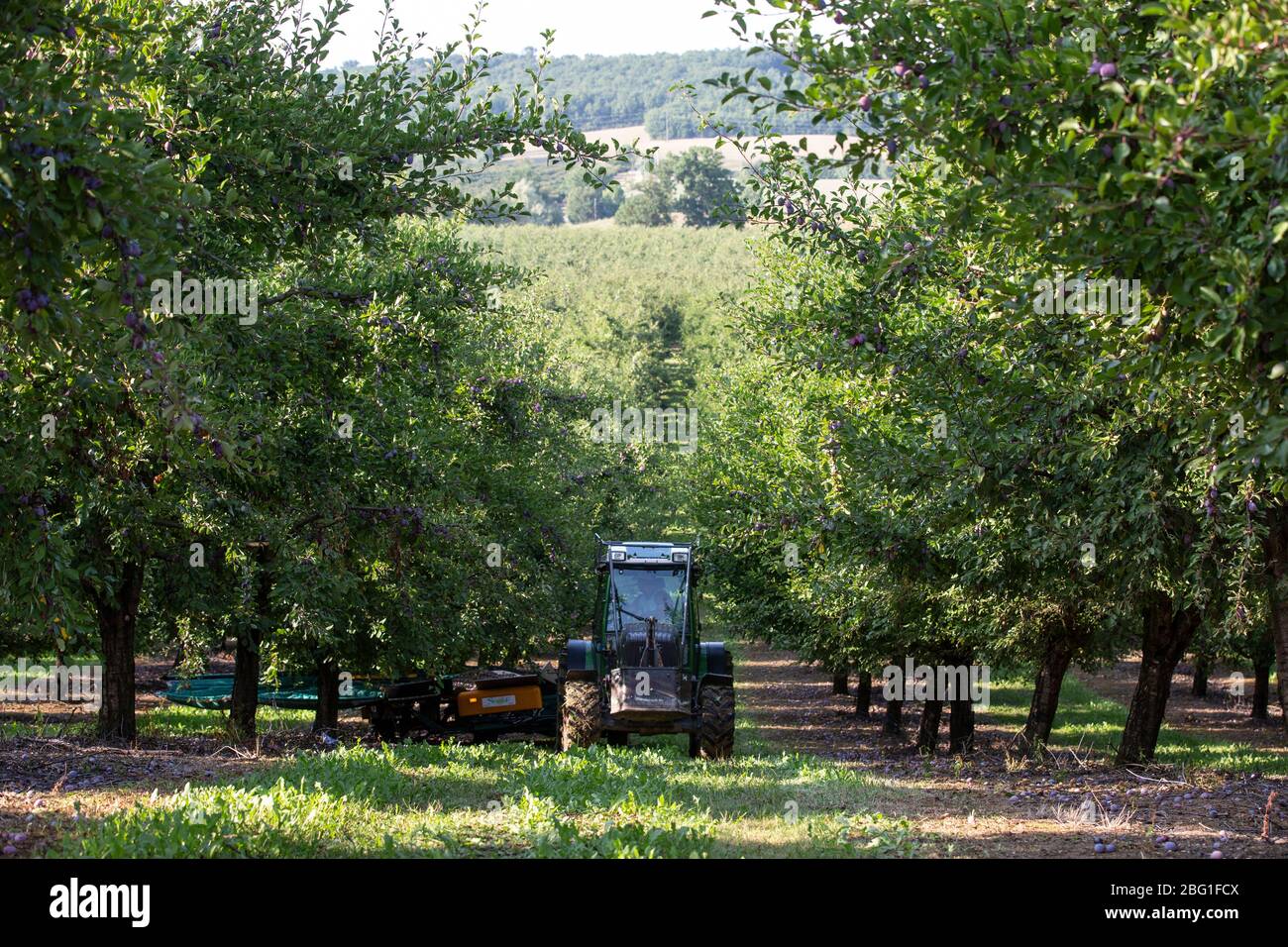 Plum farming in the agricultural region Lot-et-Garonne, which accounts for 65% of South West France's plum production, France, Europe Stock Photo