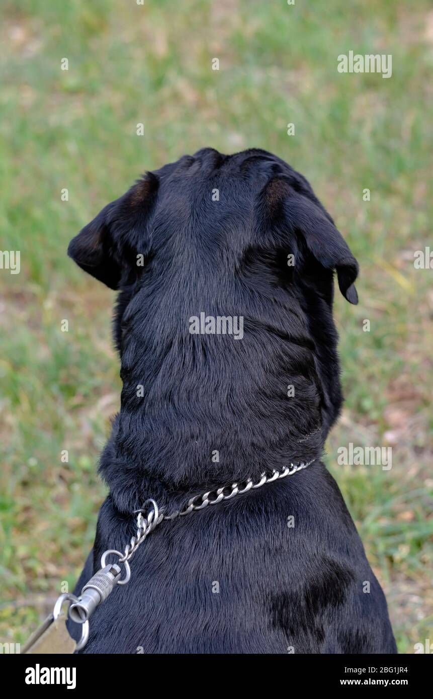 large male rottweiler