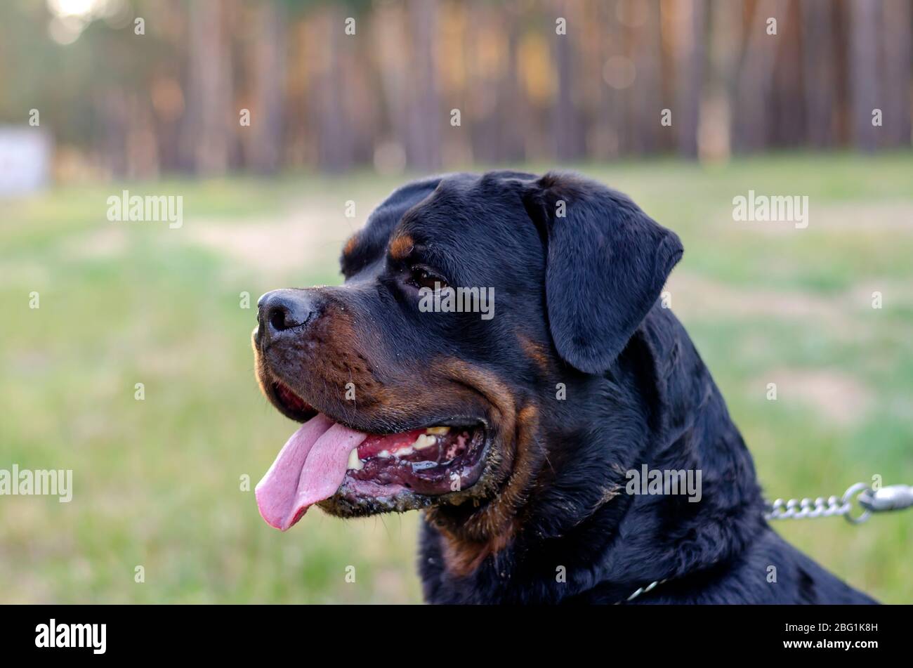 large male rottweiler