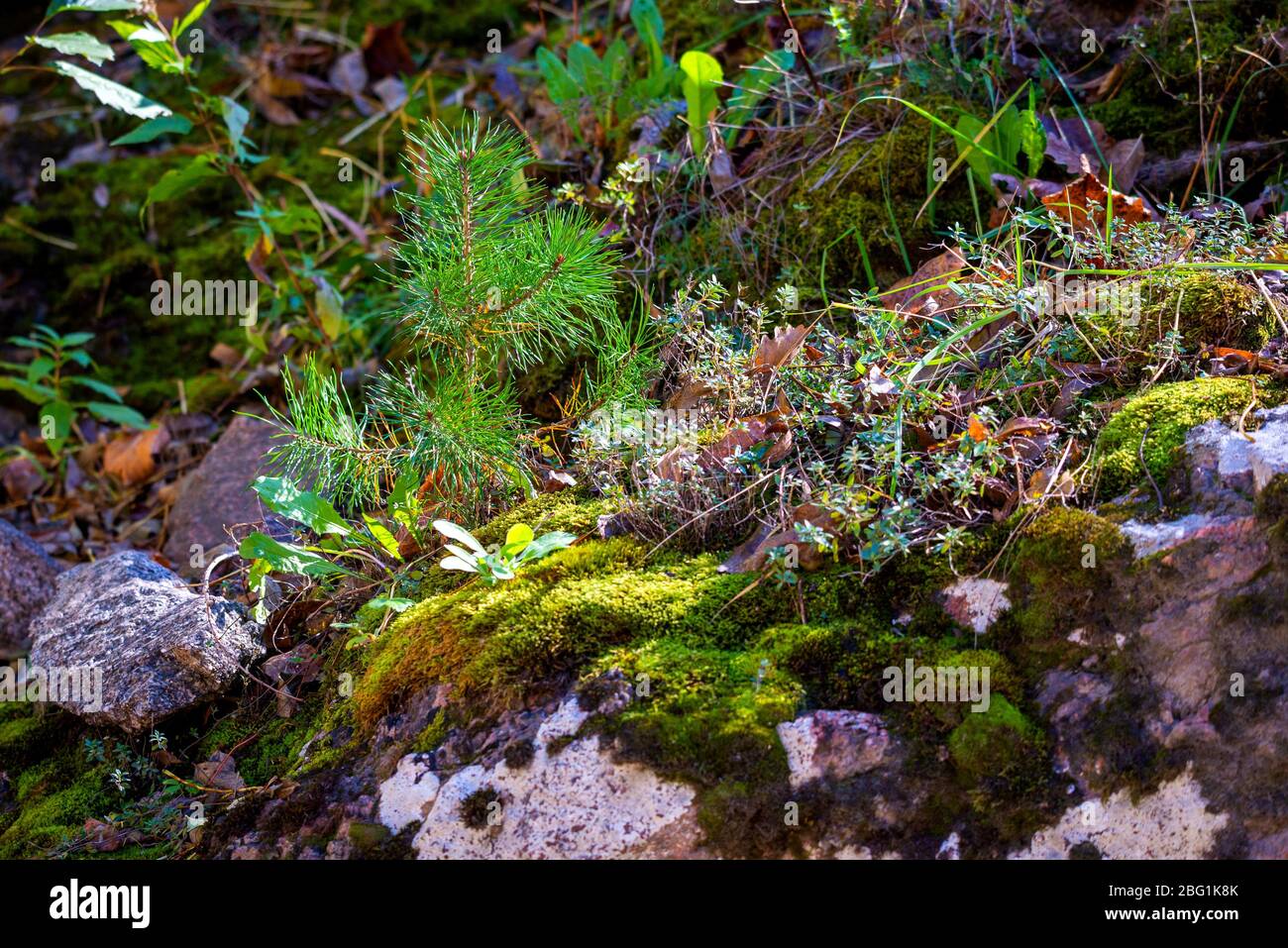 Tiny pine tree on the stone covered by moss. Stock Photo