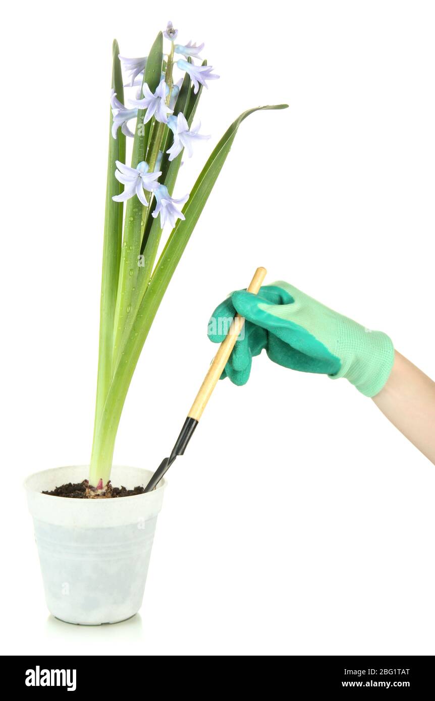 Beautiful hyacinth in flowerpot and gardener's hand (conceptual photo flower care), isolated on white Stock Photo