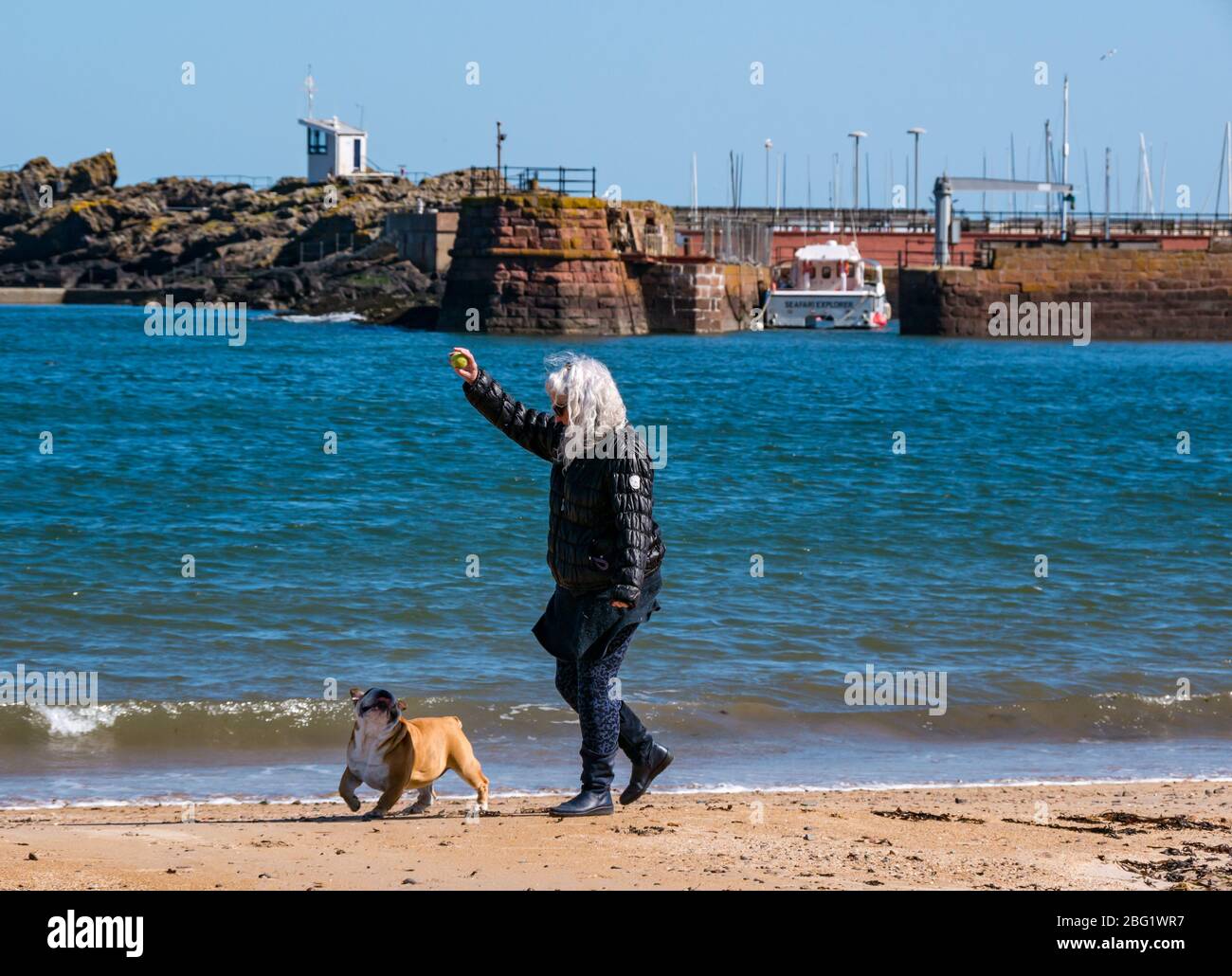 North Berwick, East Lothian, Scotland, United Kingdom. 20th April 2020. UK Weather: Sunshine and a completely clear blue sky in the seaside town but the beautiful beaches are almost deserted with the few people exercising maintaining an appropriate social distance. A woman walking with a dog on the beach Stock Photo
