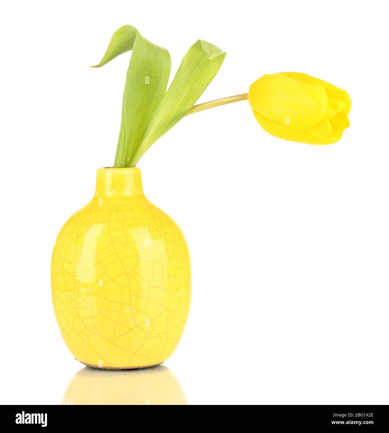 Yellow tulip in vase isolated on white Stock Photo - Alamy