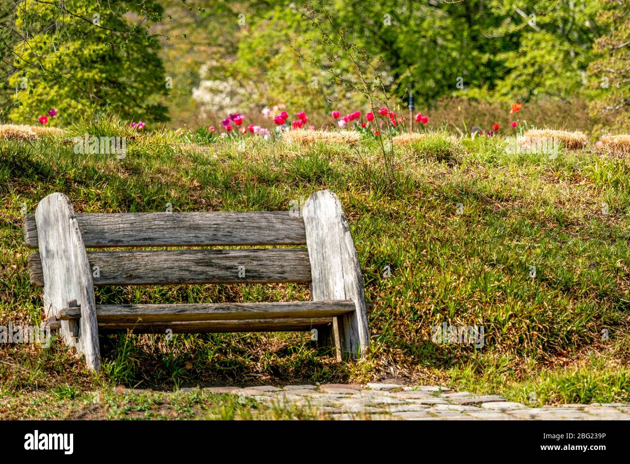Unusual wooden park bench at spring time with tulips in the background Stock Photo