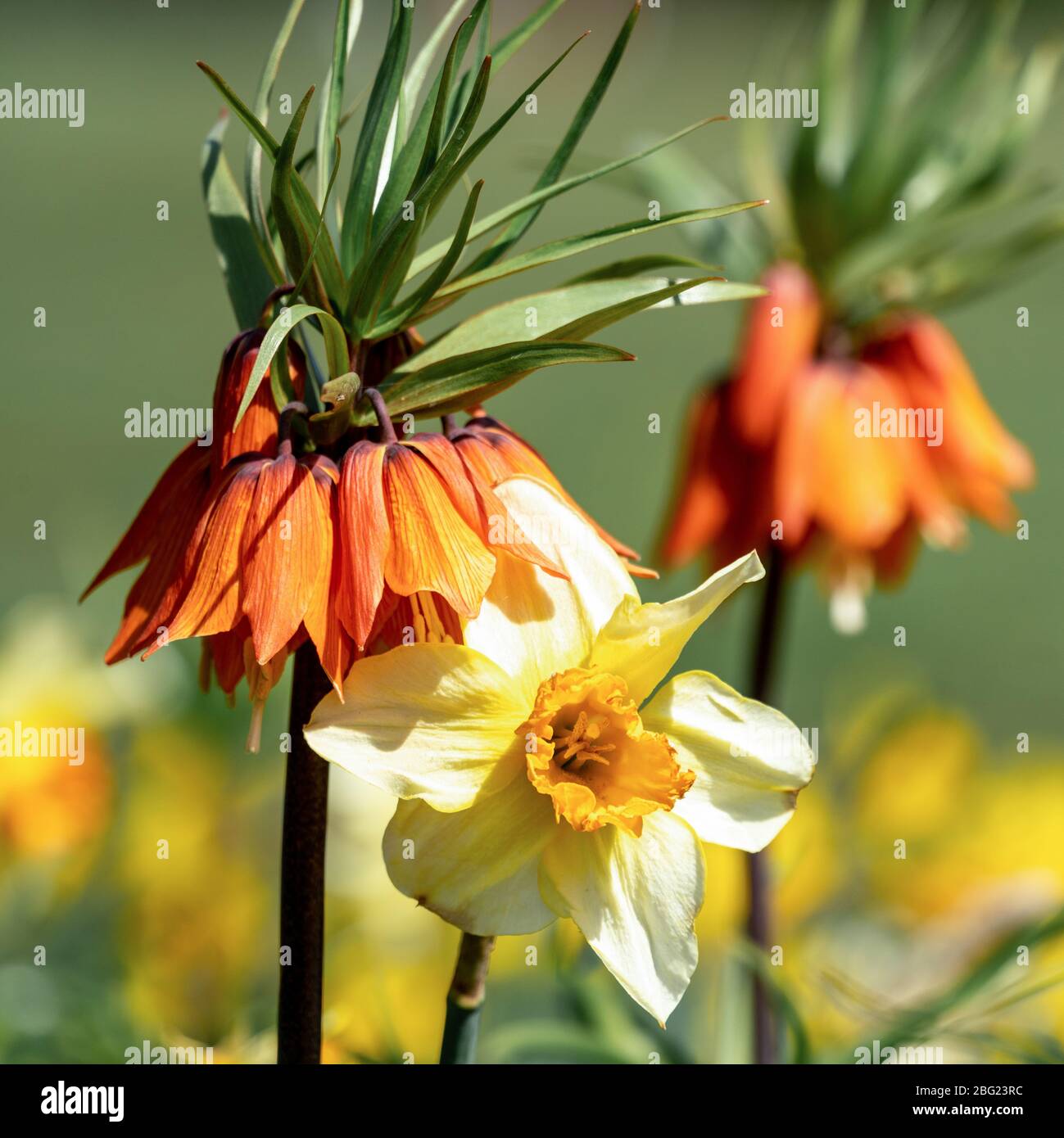 A yellow daffodil (narcissus) acompanied by an orange imperial crown (Fritillaria imperialis) Stock Photo