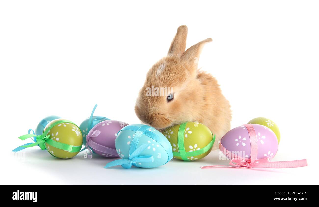 Fluffy foxy rabbit with Easter eggs isolated on white Stock Photo