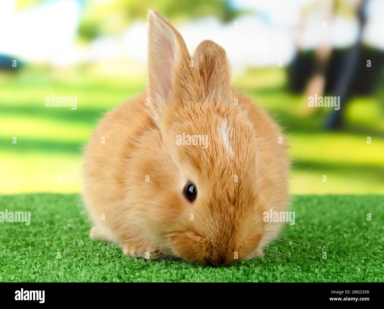 Fluffy foxy rabbit on grass in park Stock Photo
