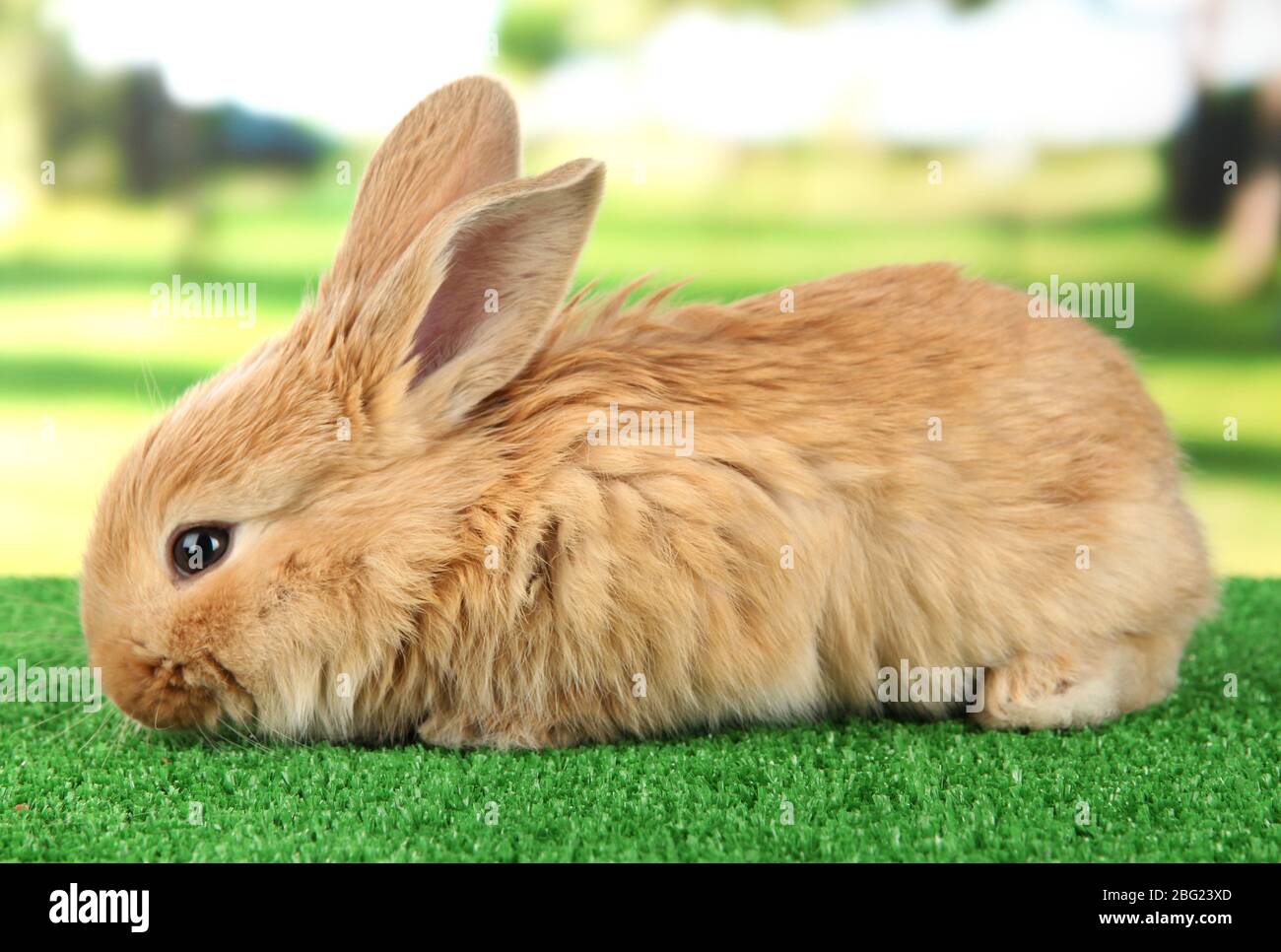 Fluffy foxy rabbit on grass in park Stock Photo