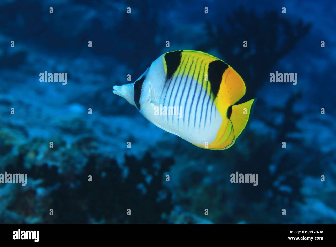 Blackwedged butterflyfish (Chaetodon falcula) underwater in the tropical coral reef of the Indian Ocean Stock Photo