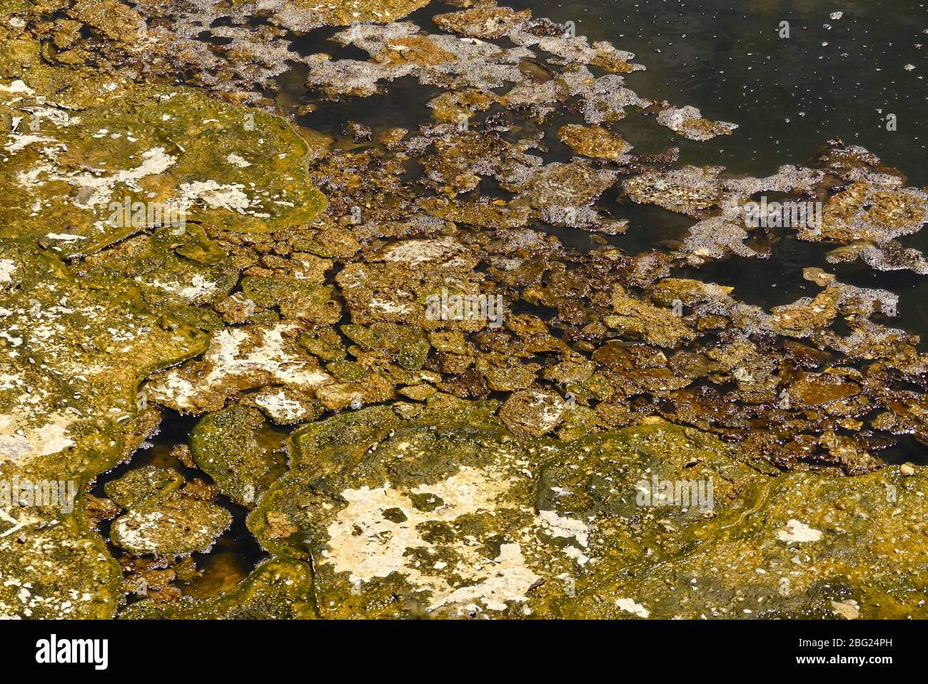 Geothermal feature of Waimangu Volcanic Valley, Rotorua Stock Photo - Alamy