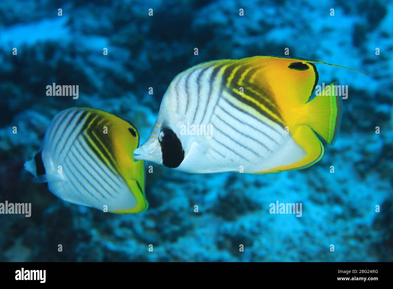 Threadfin butterflyfish (Chaetodon auriga) underwater in the coral reef of the Indian Ocean Stock Photo