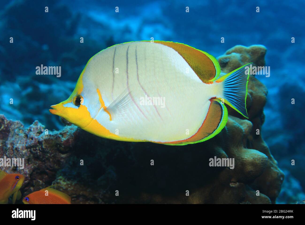 Yellowhead butterflyfish (Chaetodon xanthocephalus) underwater in the tropical coral reef of the Indian Ocean Stock Photo