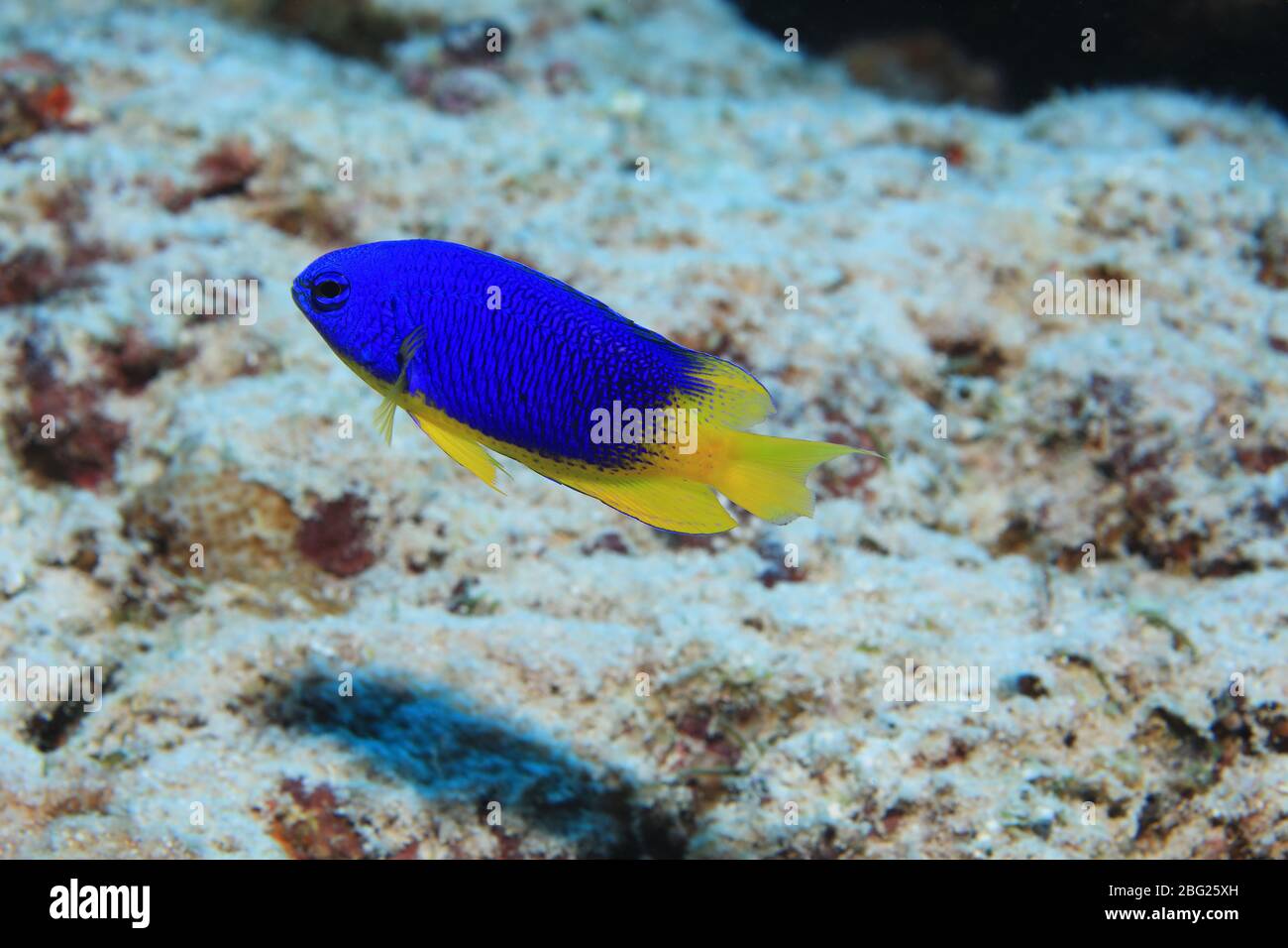 Caerulean damsel fish (Pomacentrus caeruleus) underwater in the Indian Ocean Stock Photo