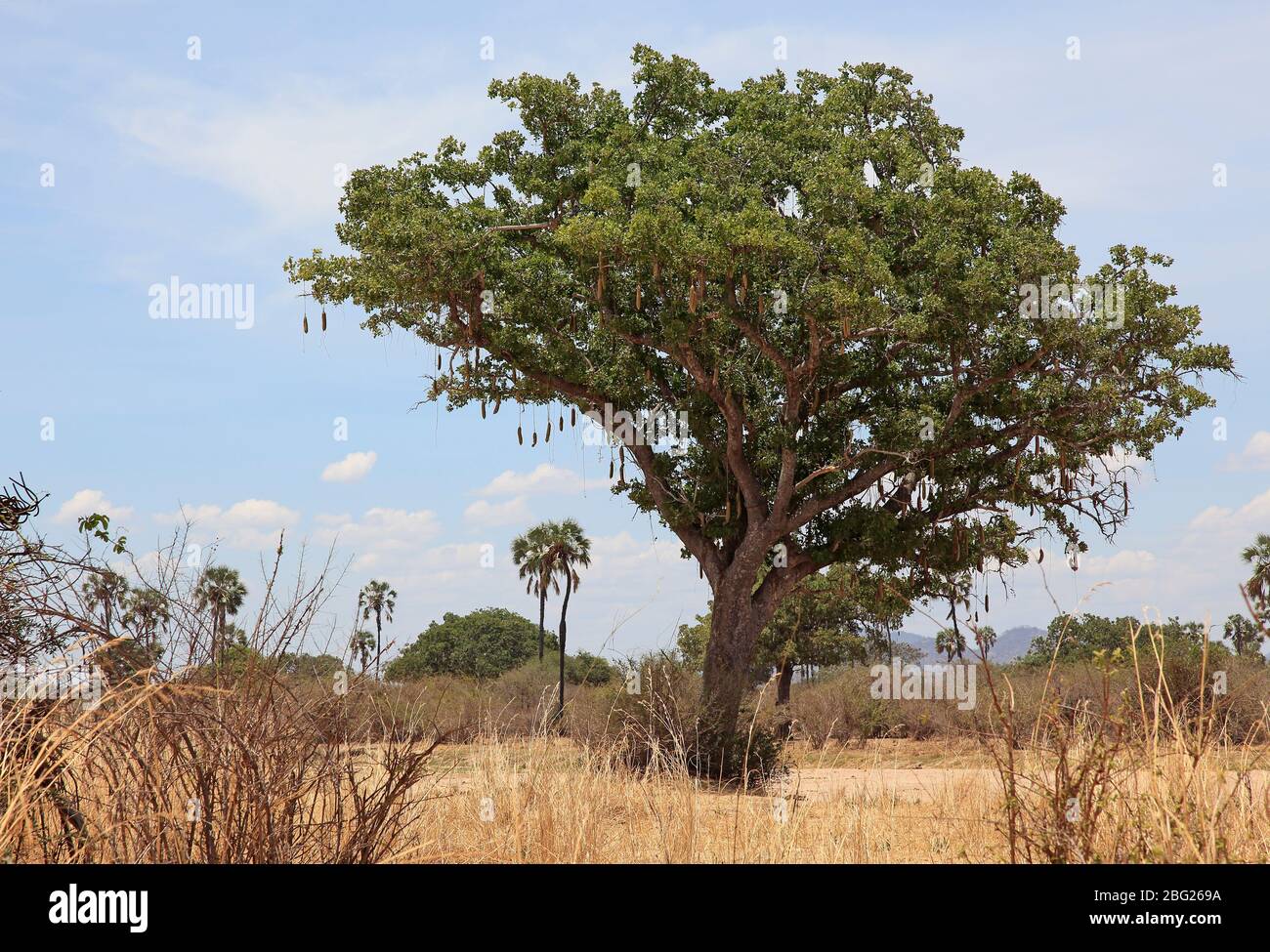 Sausage tree (Kigelia) with pods Stock Photo - Alamy