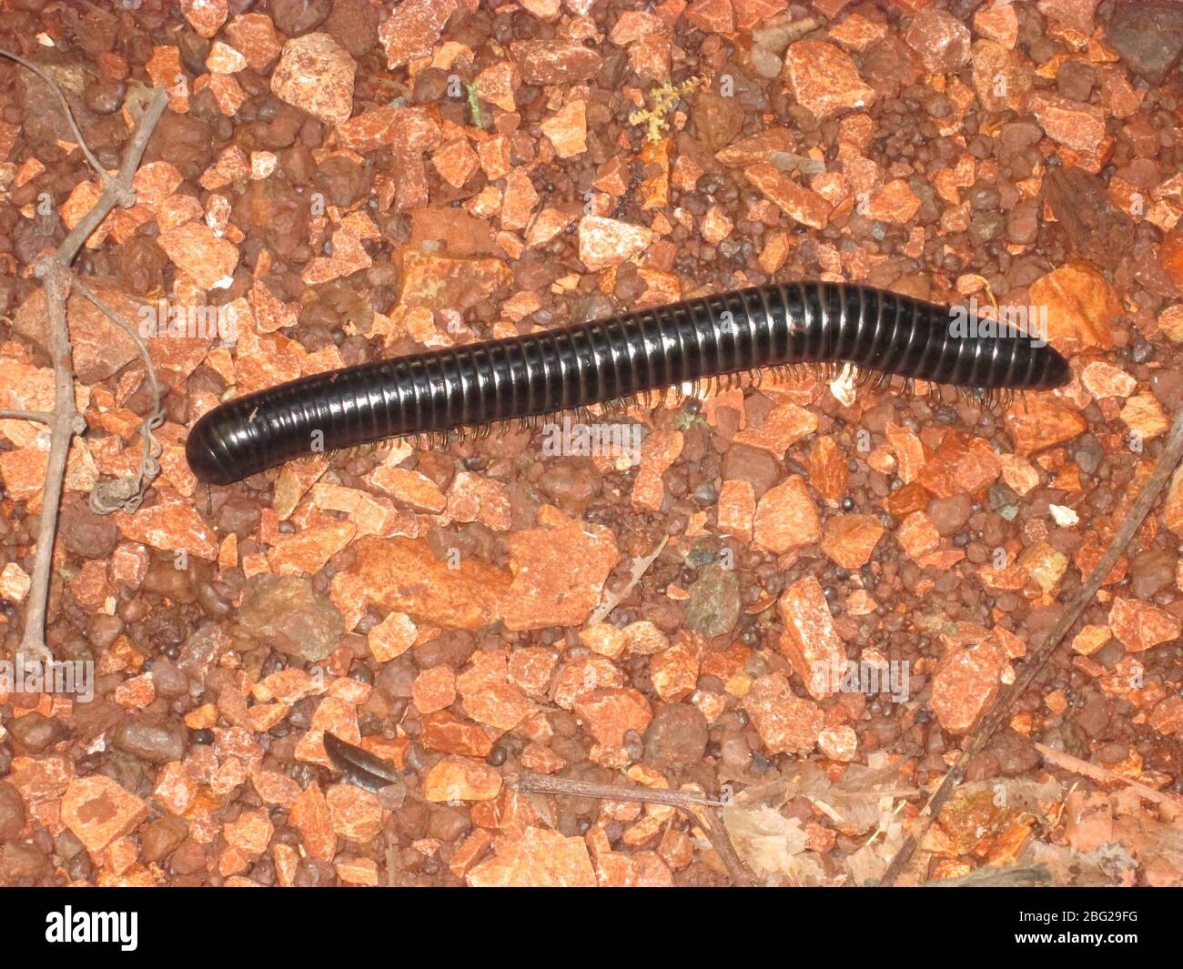 Meon Insecto Gusano meón, Cuba Stock Photo - Alamy