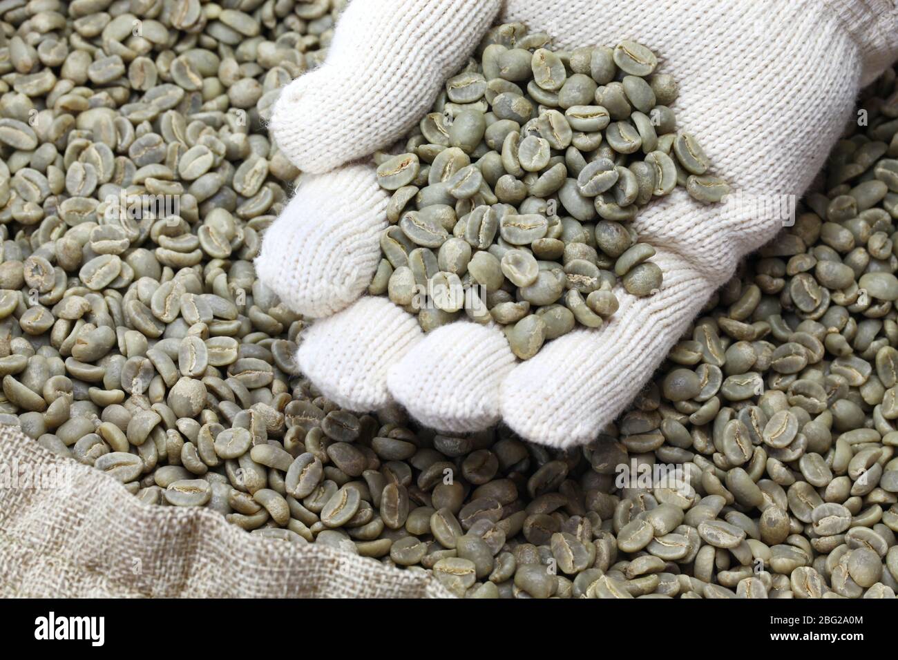 green unroasted coffee beans on work glove Stock Photo
