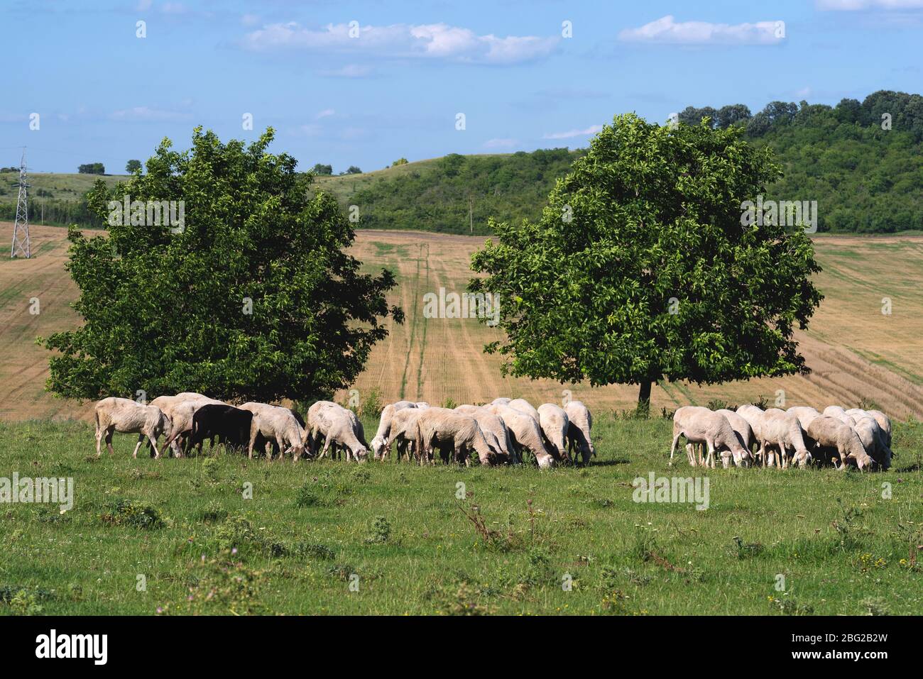 Sheep graze on a meadow Stock Photo
