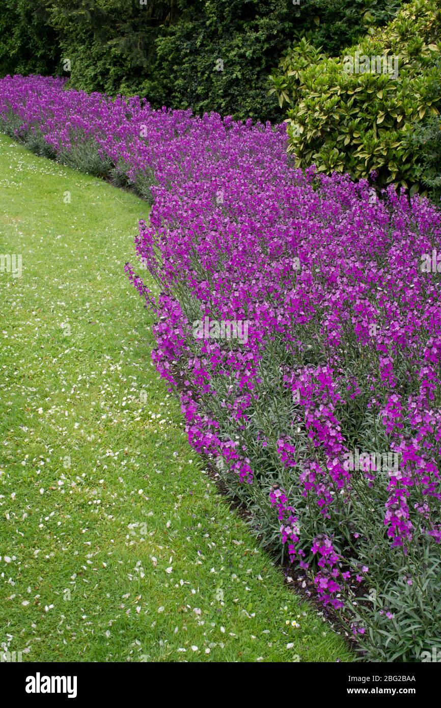 neat flower bed of purple flowers and curved lawn with bushes in