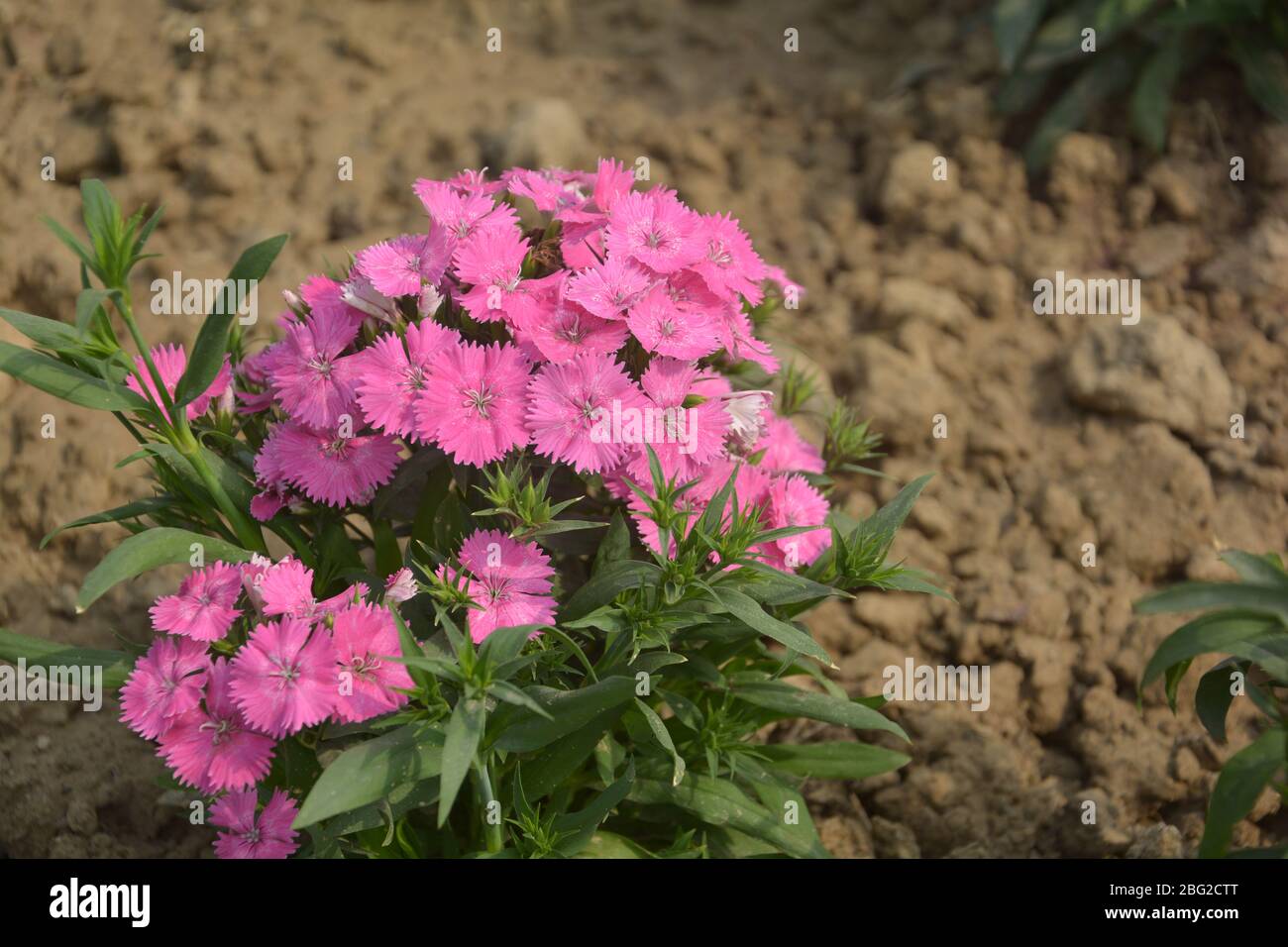 Close up of some beautiful Dianthus Baby Doll ( Dianthus Chinensis) flowers growing in garden with leaves and soil, selective growing Stock Photo