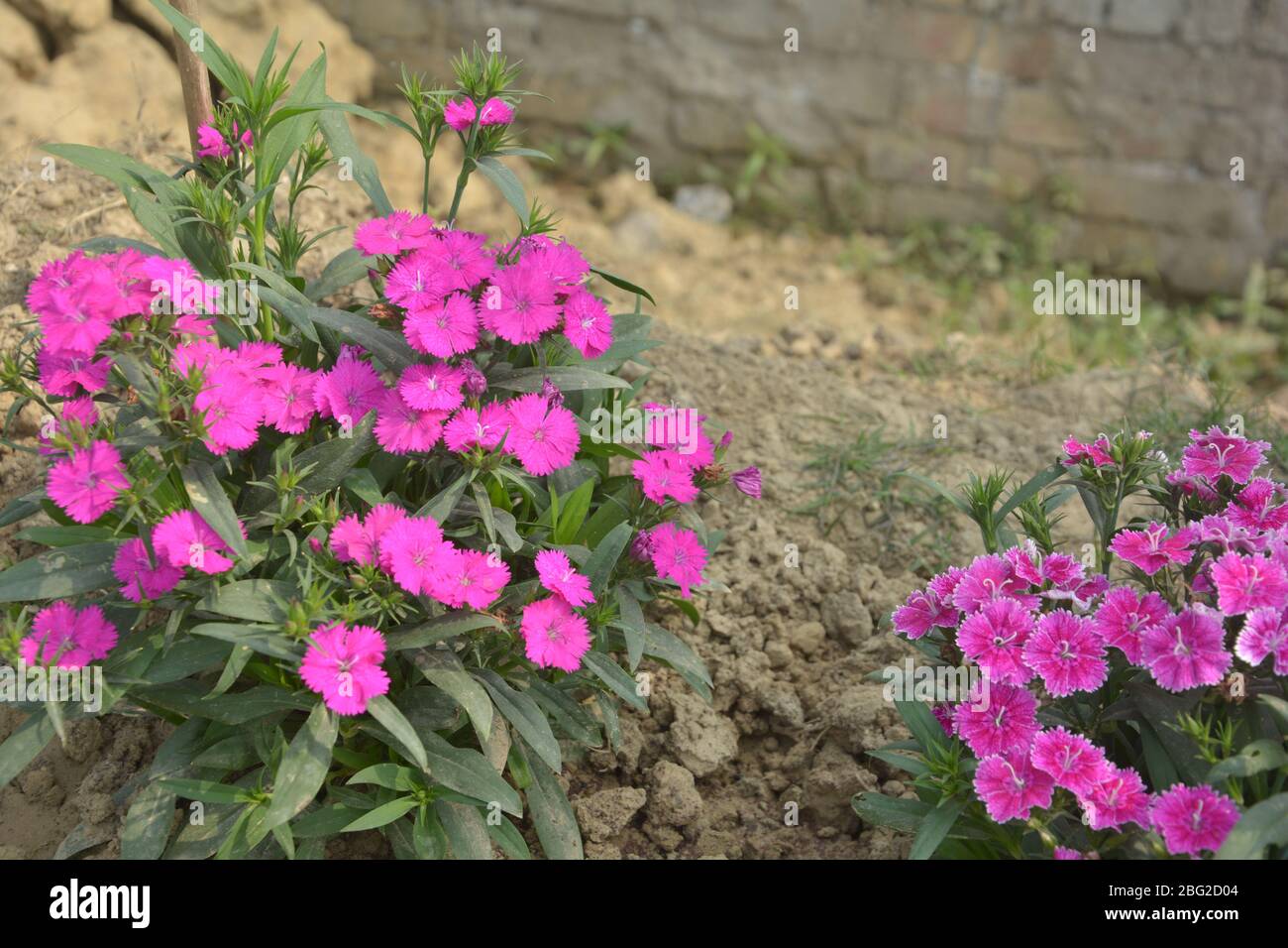 Close up of some beautiful Dianthus Baby Doll ( Dianthus Chinensis) flowers growing in garden with leaves and soil, selective growing Stock Photo