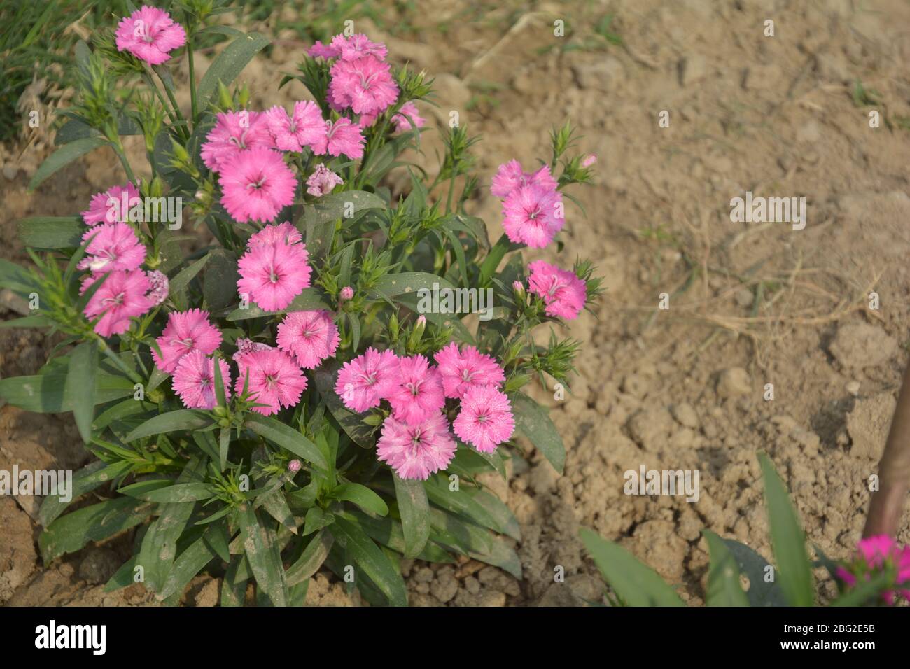 Close up of some beautiful Dianthus Baby Doll ( Dianthus Chinensis) flowers growing in garden with leaves and soil, selective growing Stock Photo