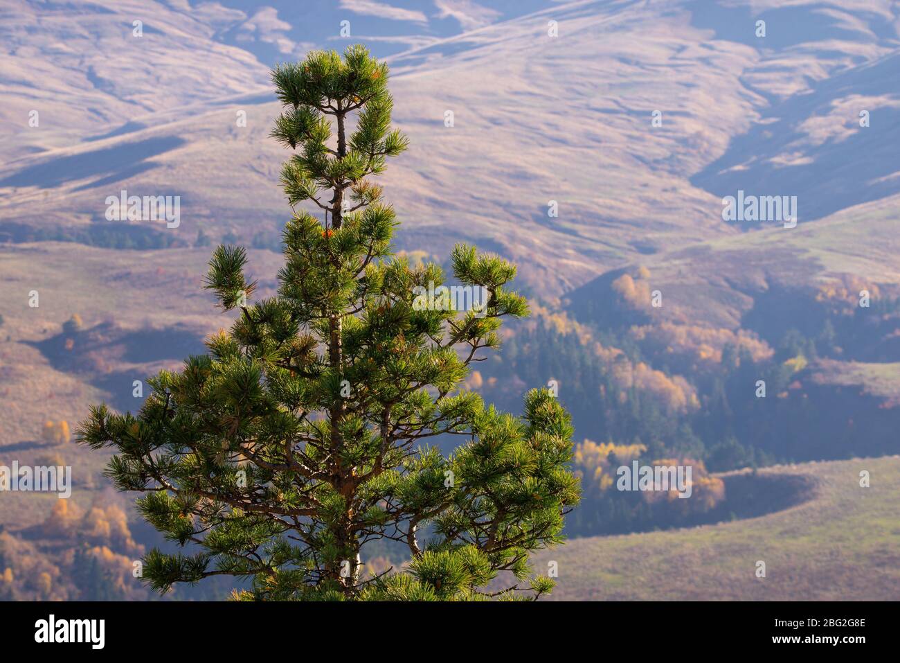 Beautiful forest landscape bright hi-res stock photography and images ...