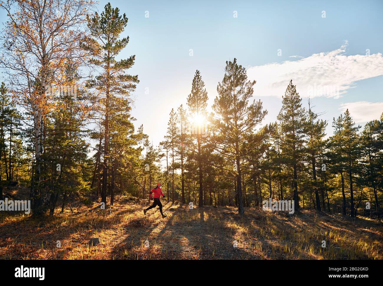 Bearded man in red shirt running in the pine forest at sunset. Trail running concept Stock Photo