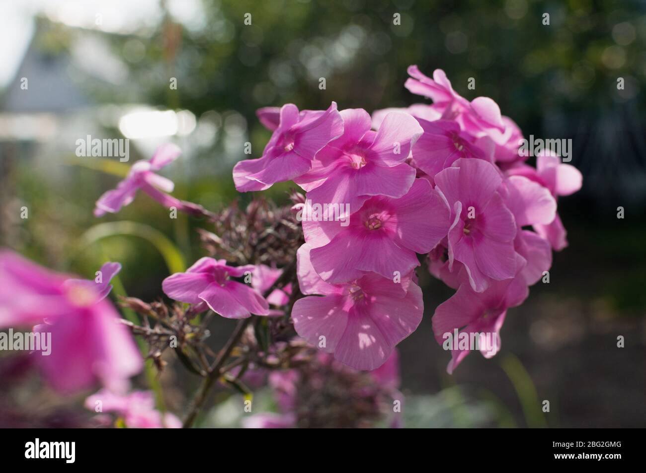 pink Phlox flowers in the summer garden Stock Photo