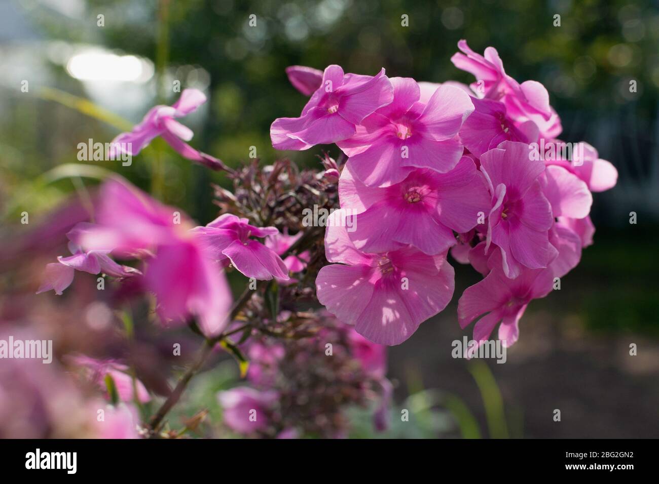pink Phlox flowers in the summer garden Stock Photo