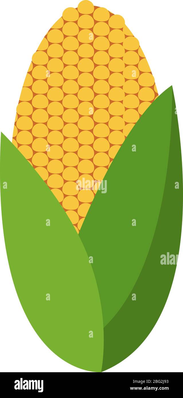 Flat corn, illustration, vector on white background Stock Vector