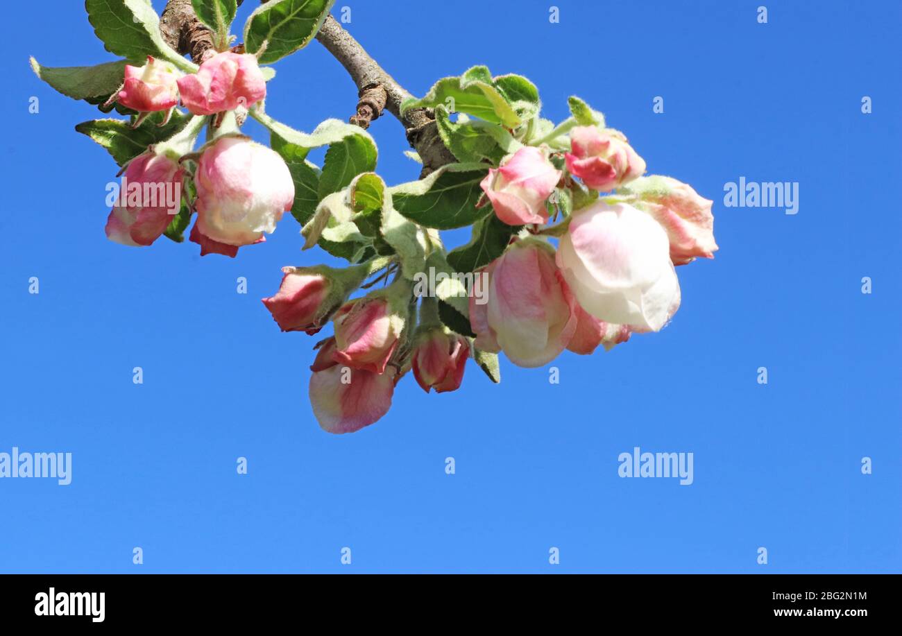 branch with pink and white apple blossoms and buds in front of clear blue sky, springtime background with copy space Stock Photo