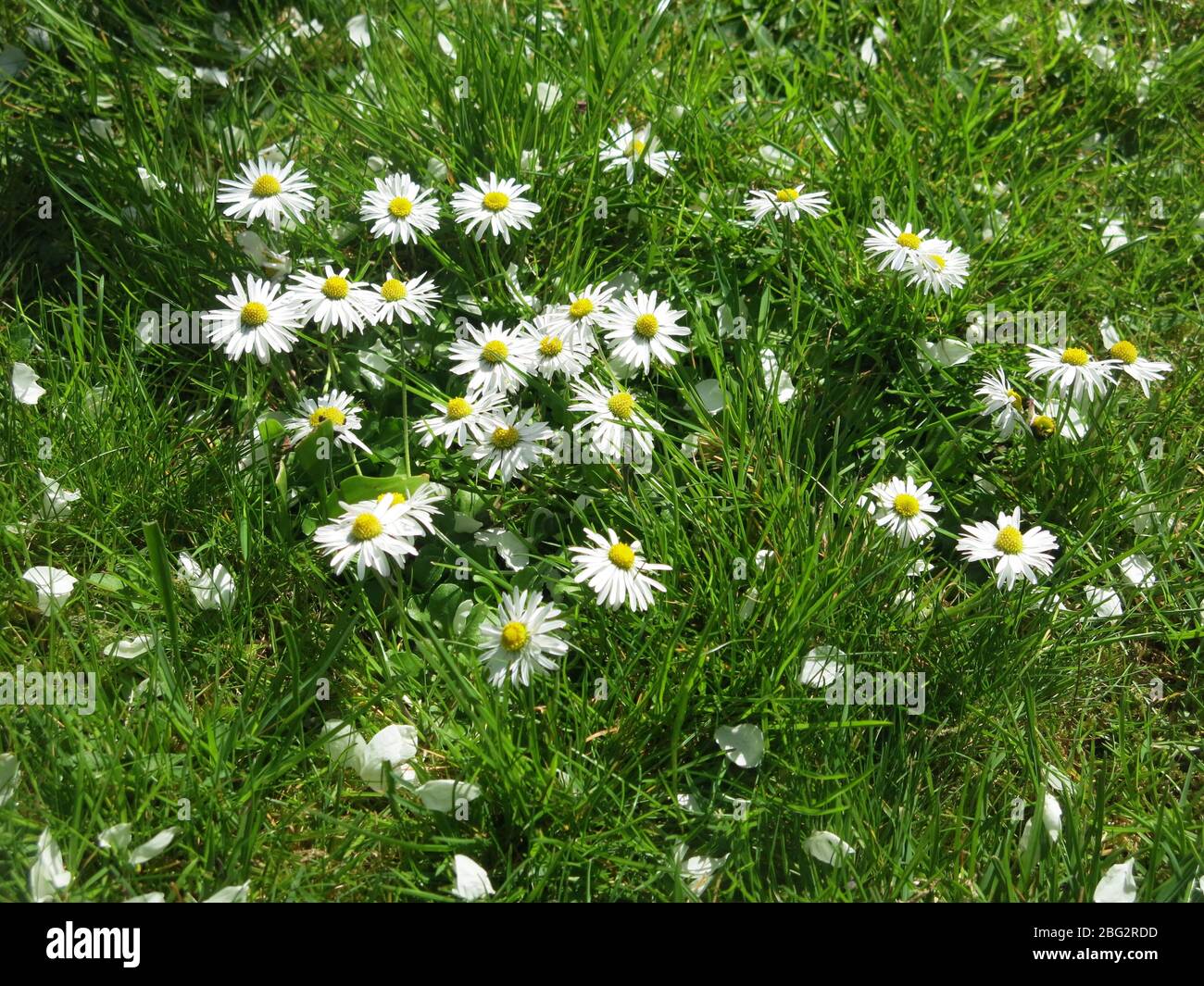 Any patch of grass in the English countryside may have a cluster of sunny white and yellow daisies; considered a weed if it grows in the garden lawn. Stock Photo