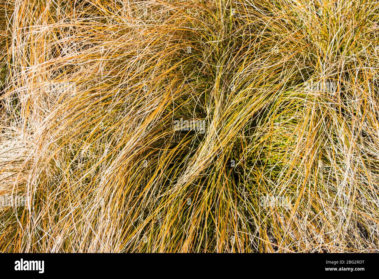 A close view of the tangled leaves of ornamental grass New Zealand Hair Sedge Carex testacea Stock Photo