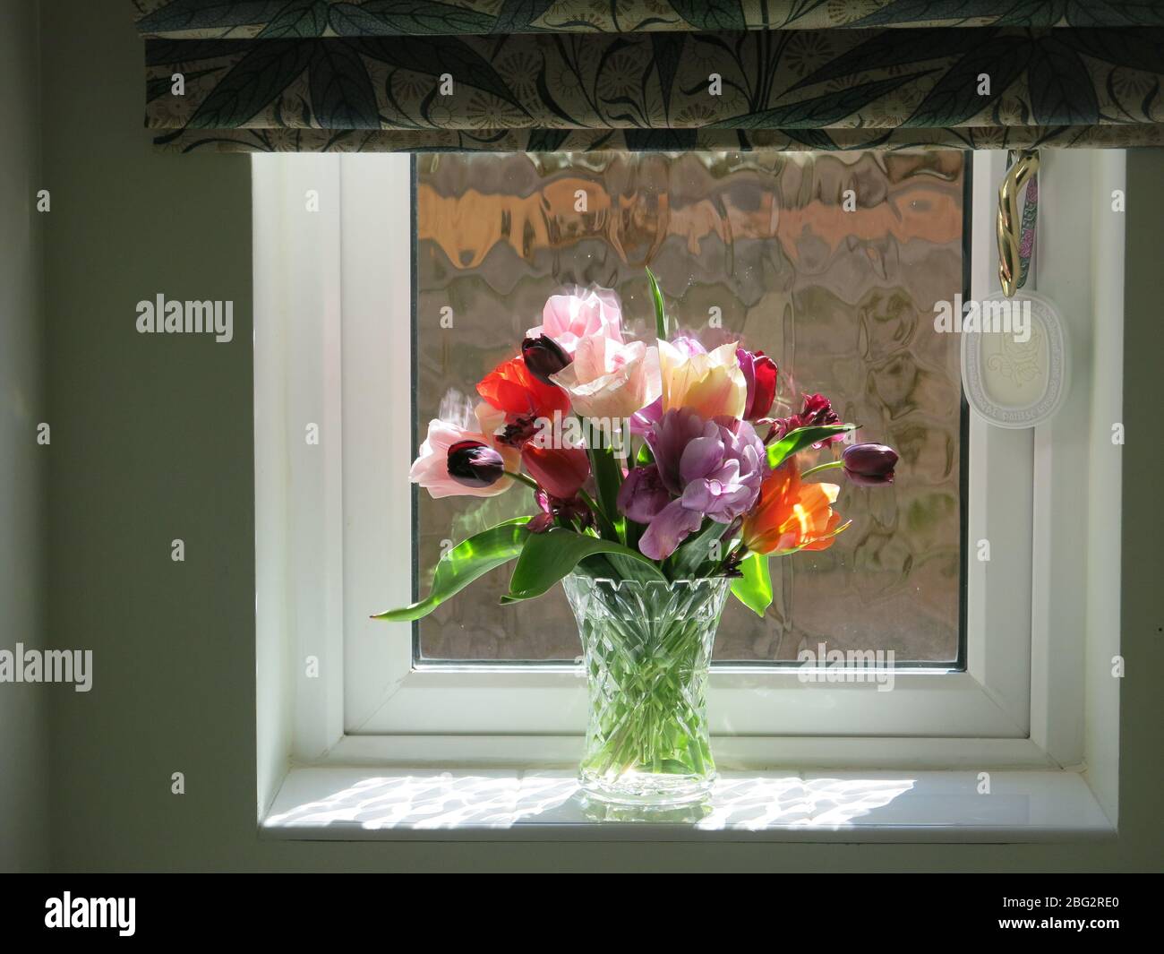 A glass vase of tulips on a sunny bathroom windowsill is framed by the straight lines of the windowframe, sill and blind. Stock Photo