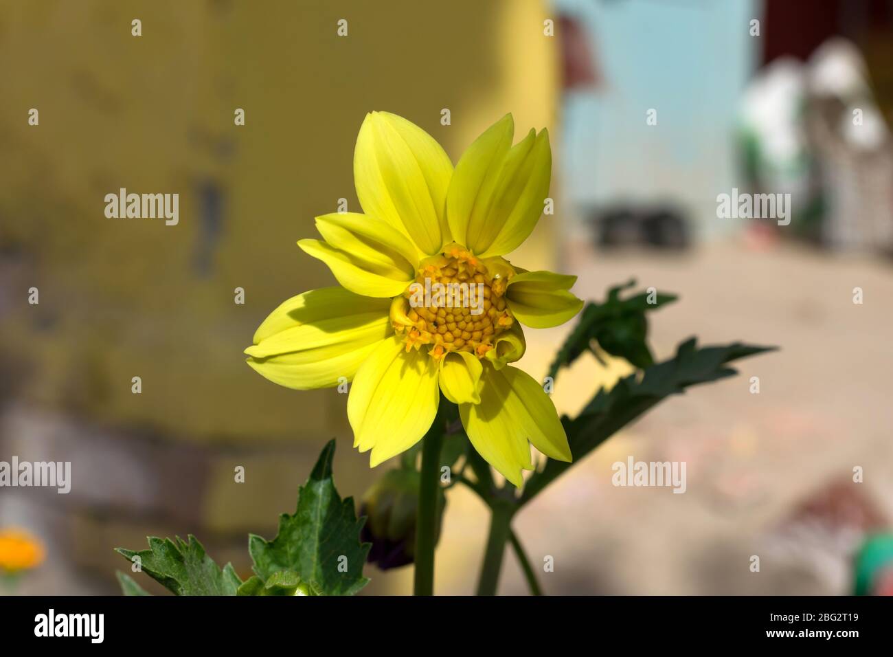 A beautiful yellow dahlia flower in a garden with blurred background. Stock Photo